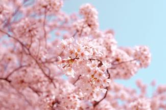 Sakura Hanami ou L'éclosion des cerisiers Japonais