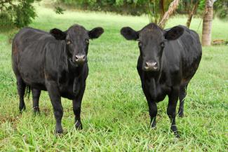 L'angus, l'une des meilleures races