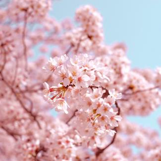 Sakura Hanami ou L'éclosion des cerisiers Japonais
