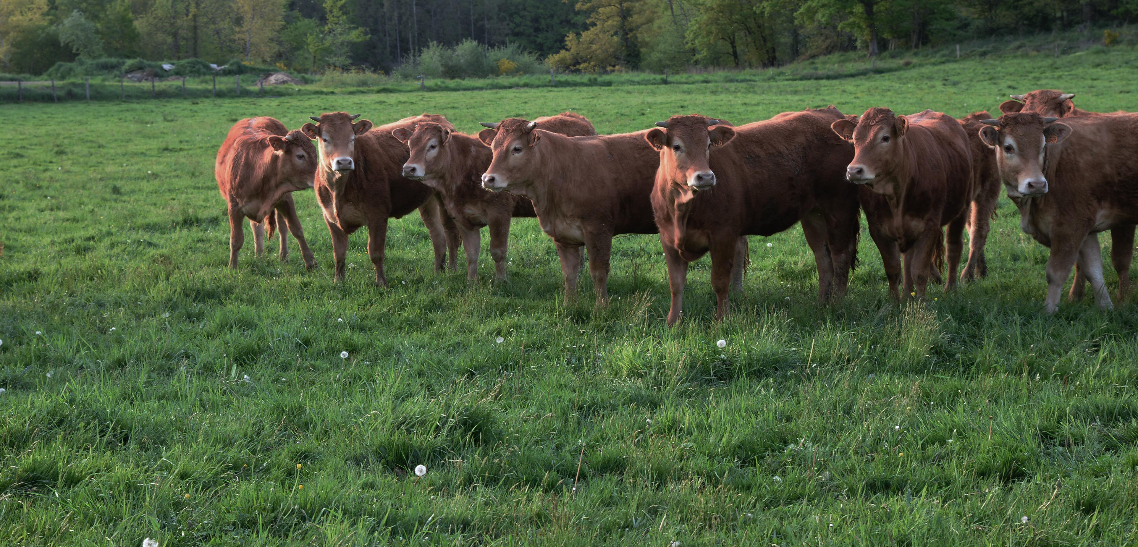 Le Bœuf Limousin